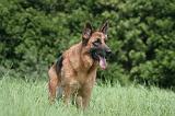 BERGER ALLEMAND 1209